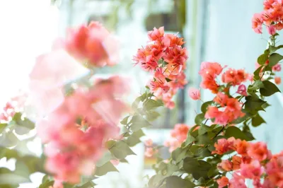 Como aproveitar a primavera para cuidar das plantas
