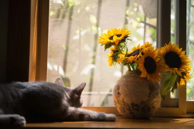 Dicas de cuidados e três espécies de flores fáceis de cultivar dentro de casa
