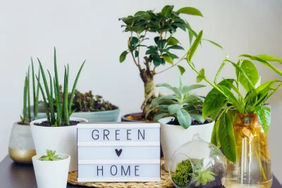 Por que ter plantas em casa?