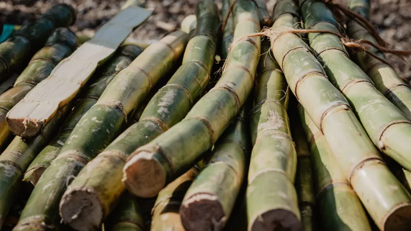 Brasil é o maior produtor mundial de cana-de-açúcar.