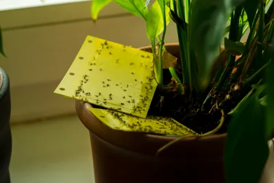 Fungus gnats, um problema comum nas plantas