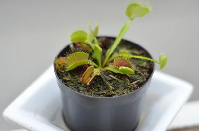 O incrível mundo das plantas carnívoras