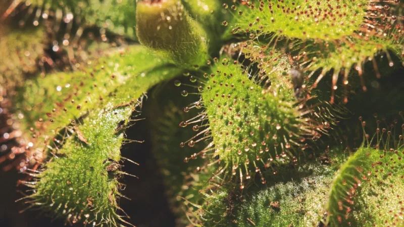 Detalhe das folhas com líquido pegajoso que prende pequenos insetos em Droseras.
