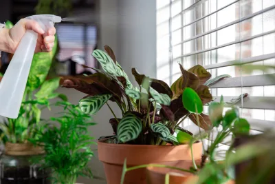 Frio, café quente,  cobertas… e plantas!