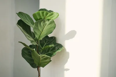Ficus lyrata: conheça e saiba como cuidar da planta desejo do urban jungle