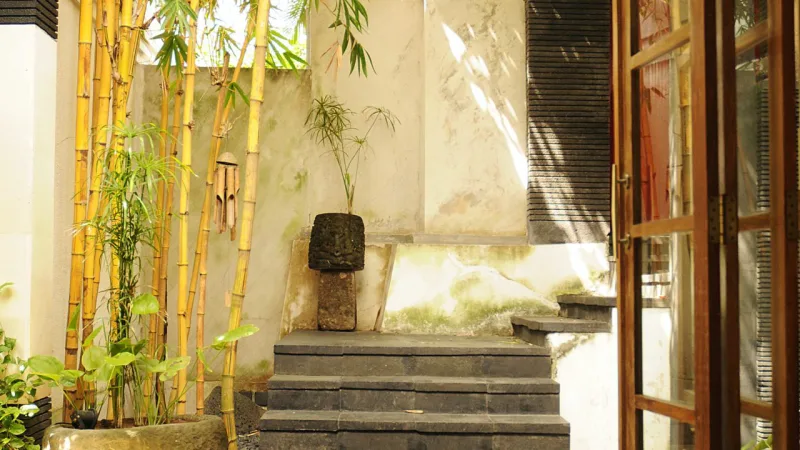 Bambu precisa de muito sol para se desenvolver.