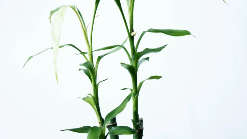 Bambu-da-sorte lembra um bambu em miniatura, mas é outra espécie de planta.