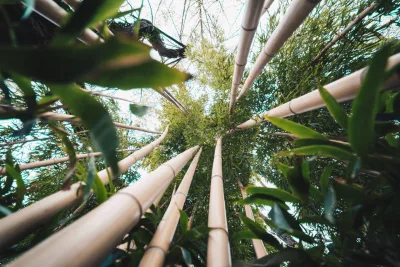 Bambu no paisagismo: conheças as espécies e confira dicas de cultivo