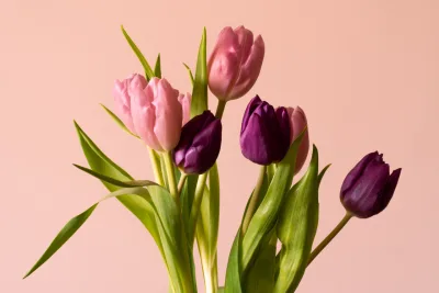 Tulipa, ciclâmen, amarílis: aprenda a cuidar de plantas com bulbos e tubérculos