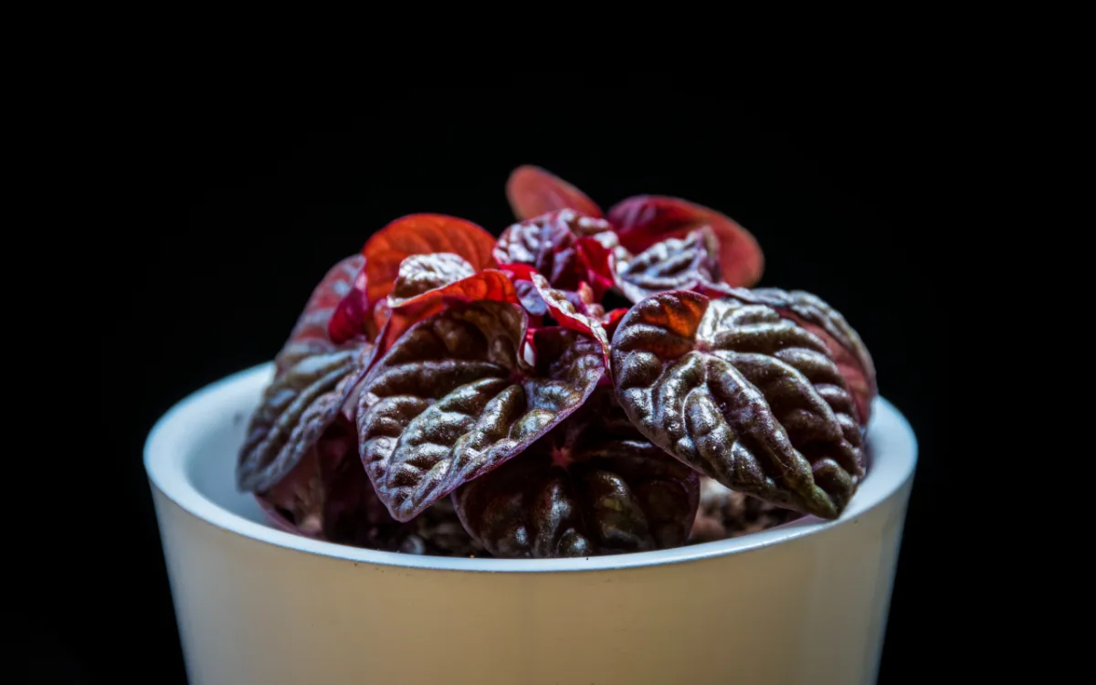 Como a maior parte das
plantas de coloração escura, a Peperomia caperata Schumi Red demanda luz abundante e difusa. É perfeita para o ambiente doméstico.