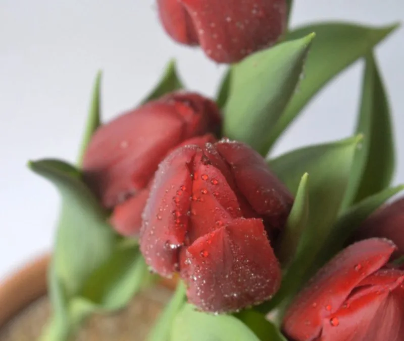 Tulipa é uma das flores de outono. Foto: 2710 Atelier Botânico/Divulgação.