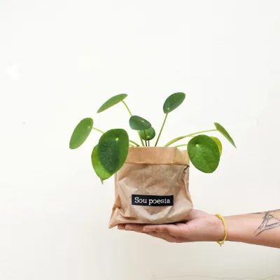Urban jungle no outono: as melhores espécies de plantas para a estação e como cuidar delas