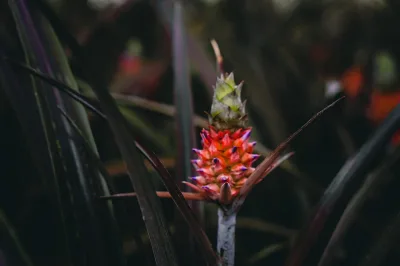 Abacaxi traz pegada tropical para decoração