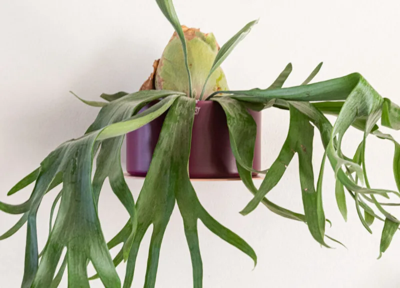 Uma das opções é deixar a planta chifre-de-veado como um pendente, da mesma forma que ela fica exposta na natureza.