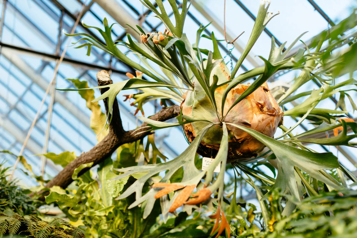 Planta Chifre de veado, nome popular da “Platycerium bifurcatum”, é prima da samambaia tradicional e sensação dos últimos tempos nos projetos de interiores.